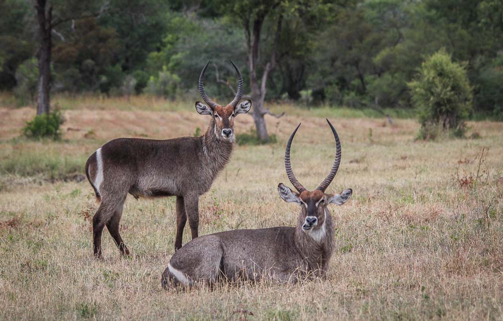 13Franscois Rosslee Chwater 1 Of 1