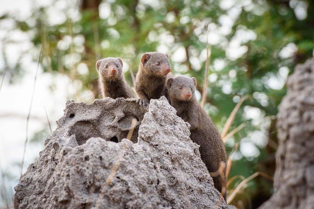 23Mike Palmer Dwarf Mongoose 23Mike Palmer Dwarf Mongoose