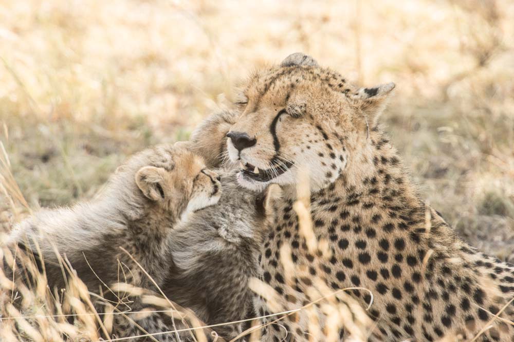 Courtney Dalziel Cheetah Cubs Courtney Dalziel Cheetah Cubs