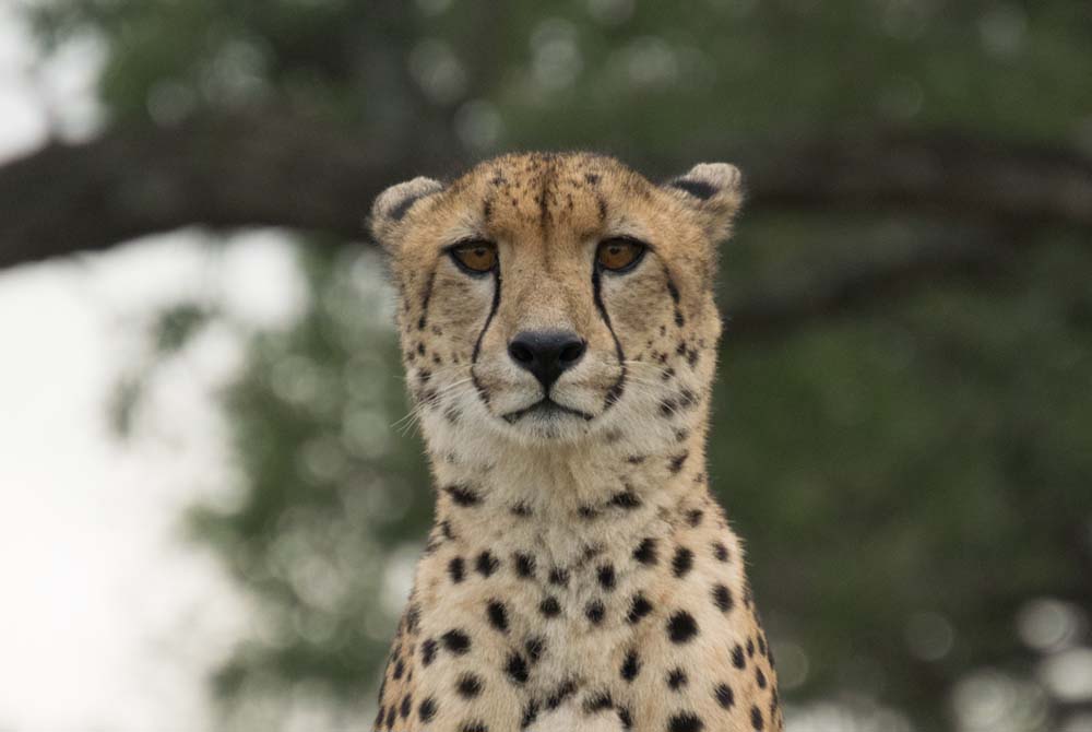 Courtney Dalziel Cheetah Head Courtney Dalziel Cheetah Head