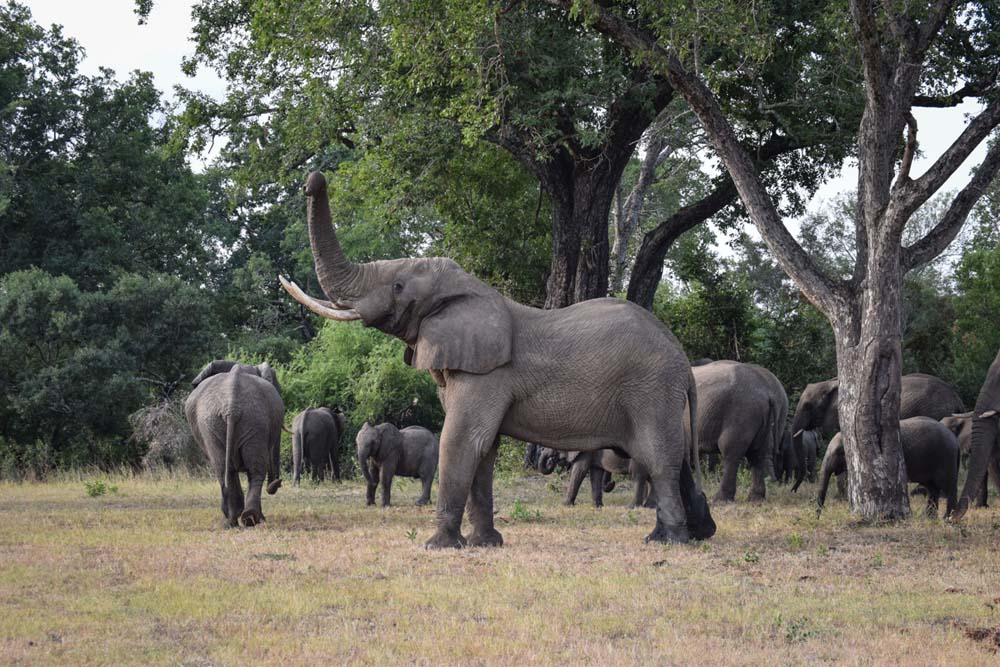 Courtney Dalziel Herrd Elephants Courtney Dalziel Herrd Elephants