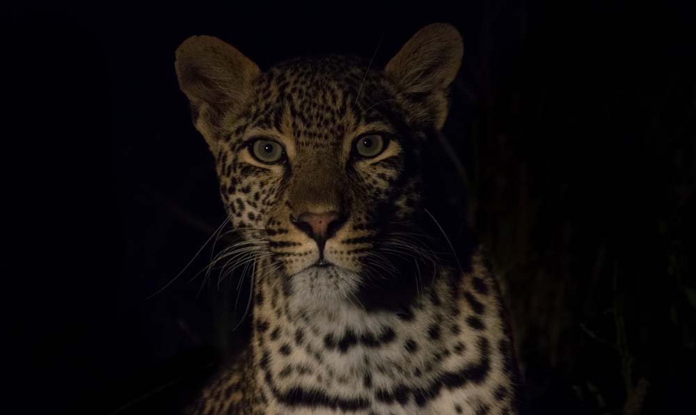 Courtney Dalziel Kelenge