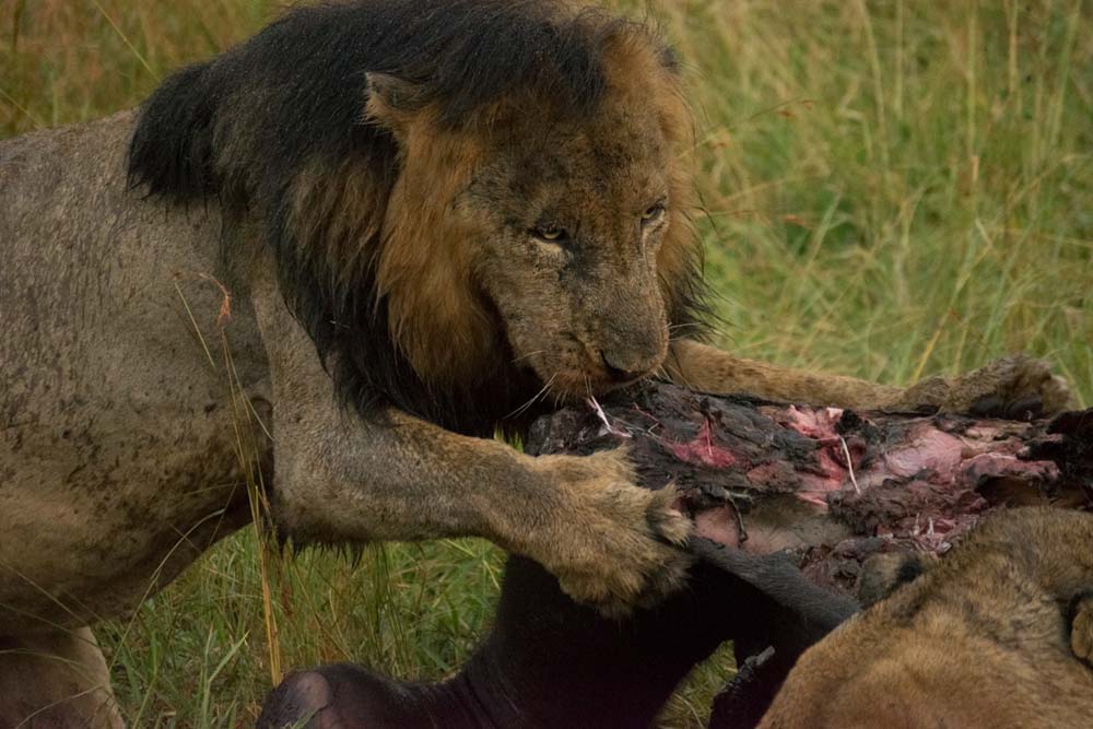 Courtney Dalziel Lions Ele Kill Courtney Dalziel Lions Ele Kill