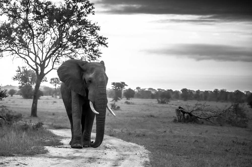 Mike L Elephant Mike L Elephant