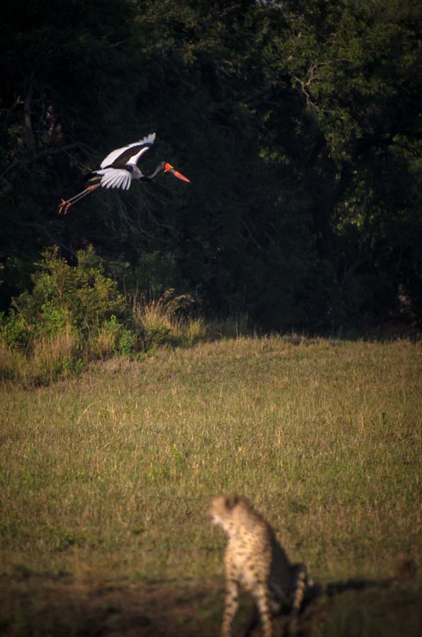 Mike L Saddle Billed Stork 2 Mike L Saddle Billed Stork 2