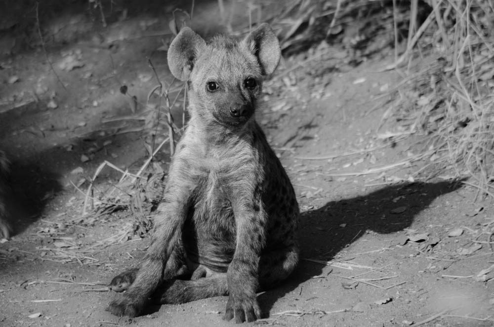 Photo Steve WB Hyena Cub Photo Steve WB Hyena Cub