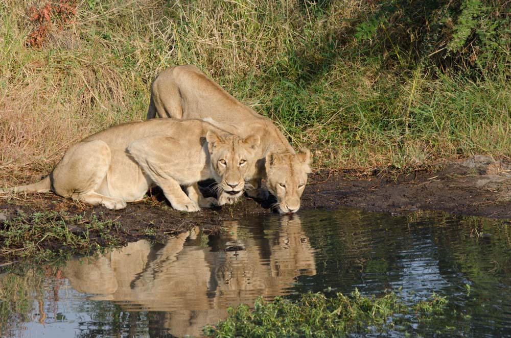 Photo Steve WB Southern Lioness Photo Steve WB Southern Lioness