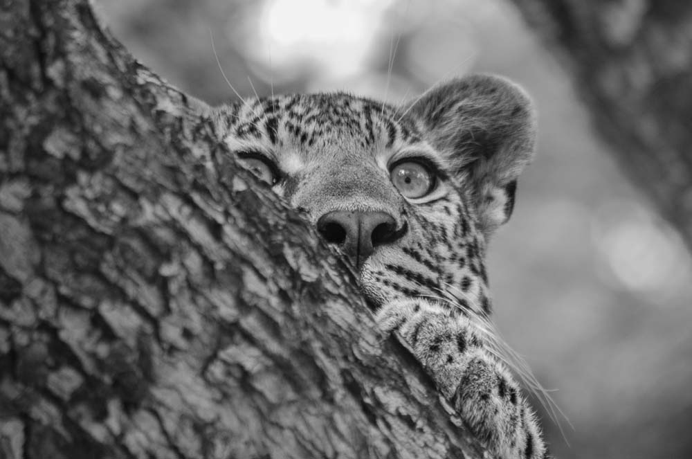 Photo Steve WB Tortilis3