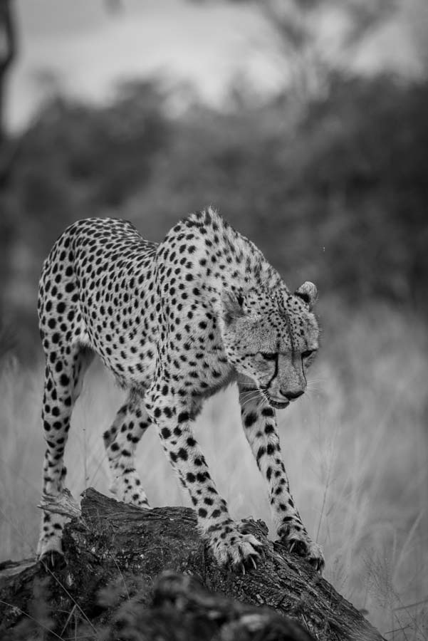 01Mike Palmer Cheetah 01Mike Palmer Cheetah