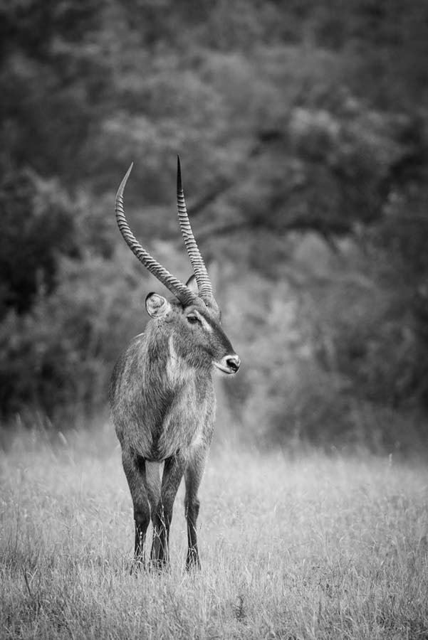 09Mike Palmer Waterbuck 09Mike Palmer Waterbuck