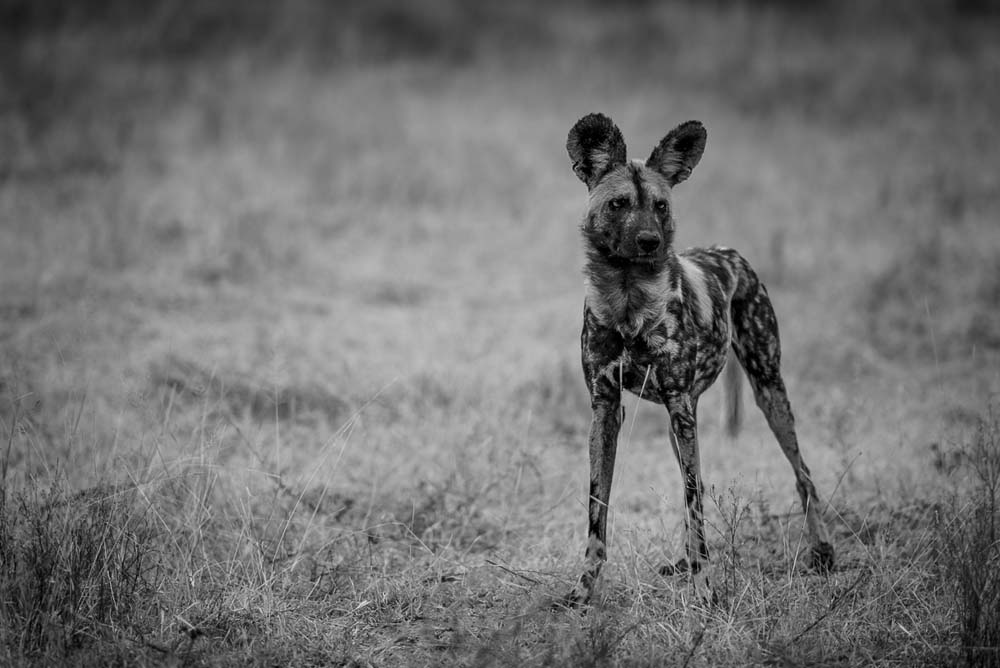09Mike Palmer Wild Dog 2 09Mike Palmer Wild Dog 2