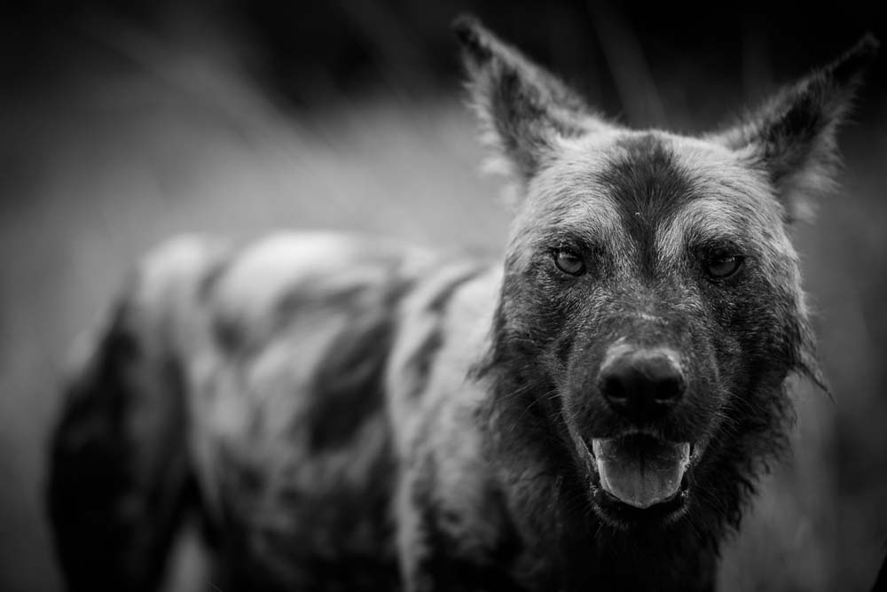 10Mike Palmer Wild Dog 3 10Mike Palmer Wild Dog 3
