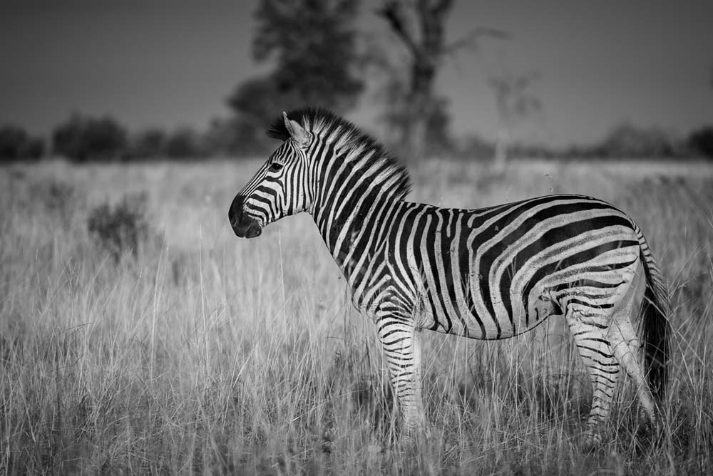 10Mike Palmer Zebra 10Mike Palmer Zebra