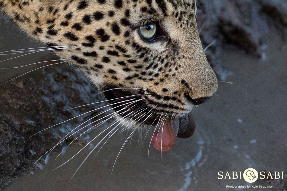 11026177 838590482855271 4139874086859782872 O