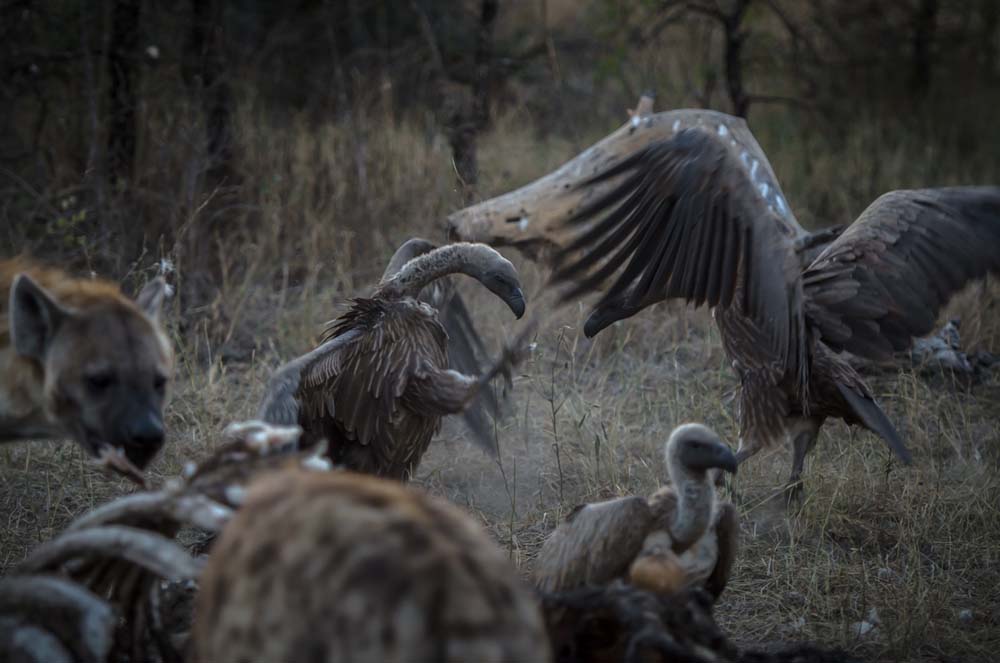 11Mike L White Backed Vulture 9