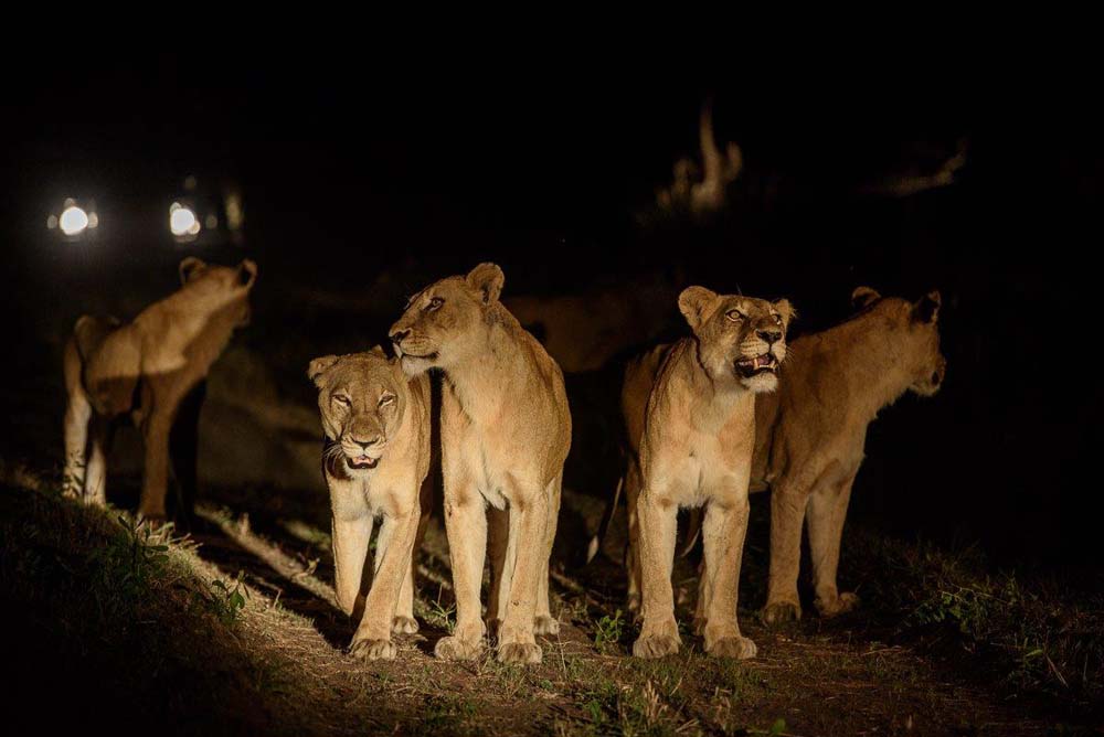 11Mike Palmer Southern Pride Lionesses