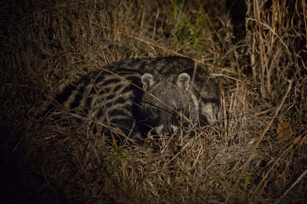 13Courtney Dalziel Civet 13Courtney Dalziel Civet