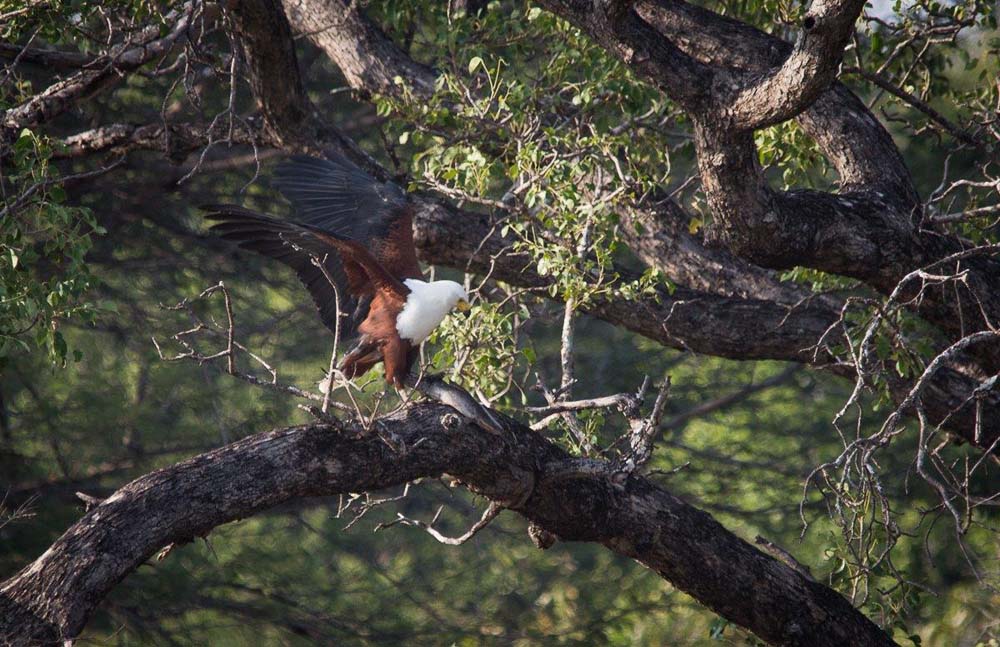 14Franscois Rosslee Fisheagle2 1 Of 1