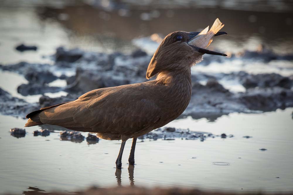 01Pravir Patel Hamerkop