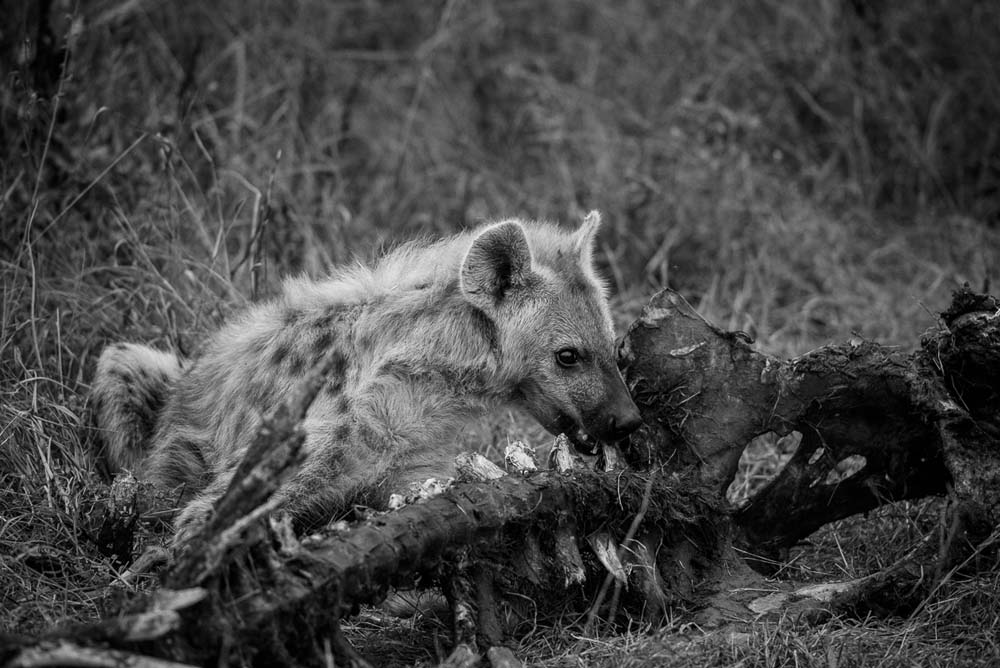 04Mike Palmer Hyena2 04Mike Palmer Hyena2
