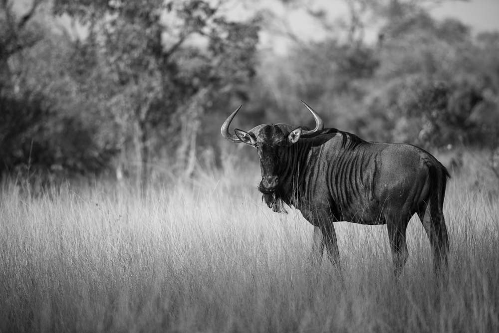 04Mike Palmer Wildebeest 04Mike Palmer Wildebeest