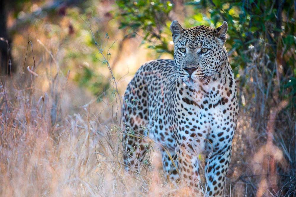 06Terry Ennever Max1