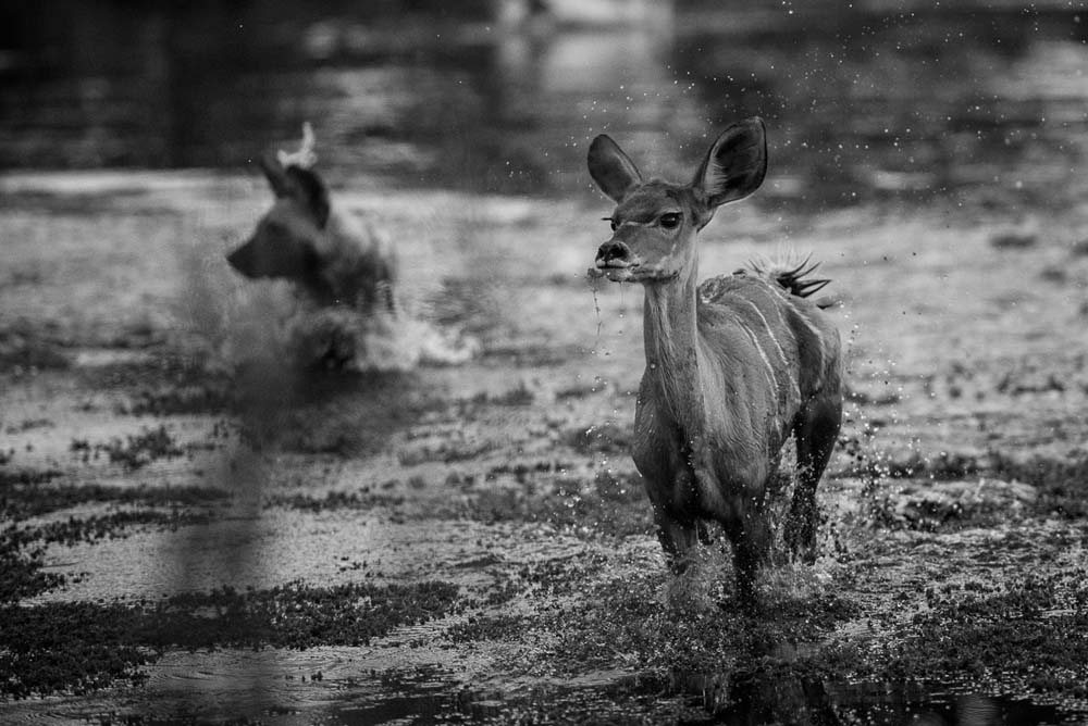 10Mike Palmer Kudu Pan 10Mike Palmer Kudu Pan