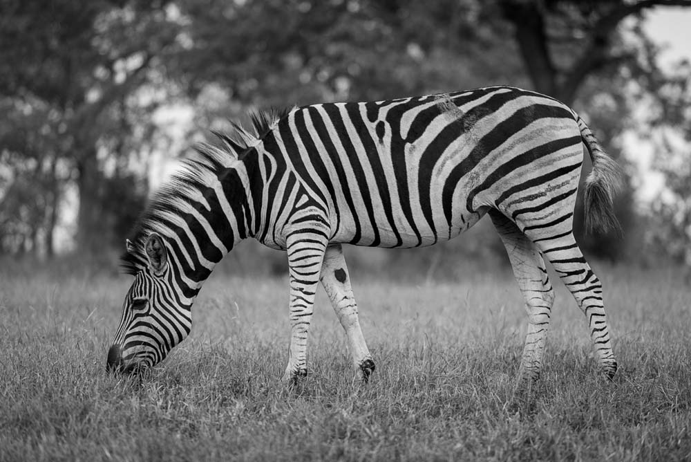 10Mike Palmer Zebra1 10Mike Palmer Zebra1
