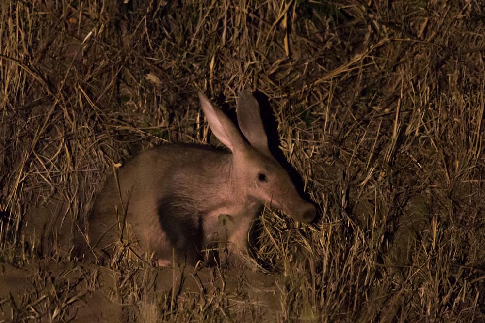 12Pravir Patel Aardvark 01 12Pravir Patel Aardvark 01