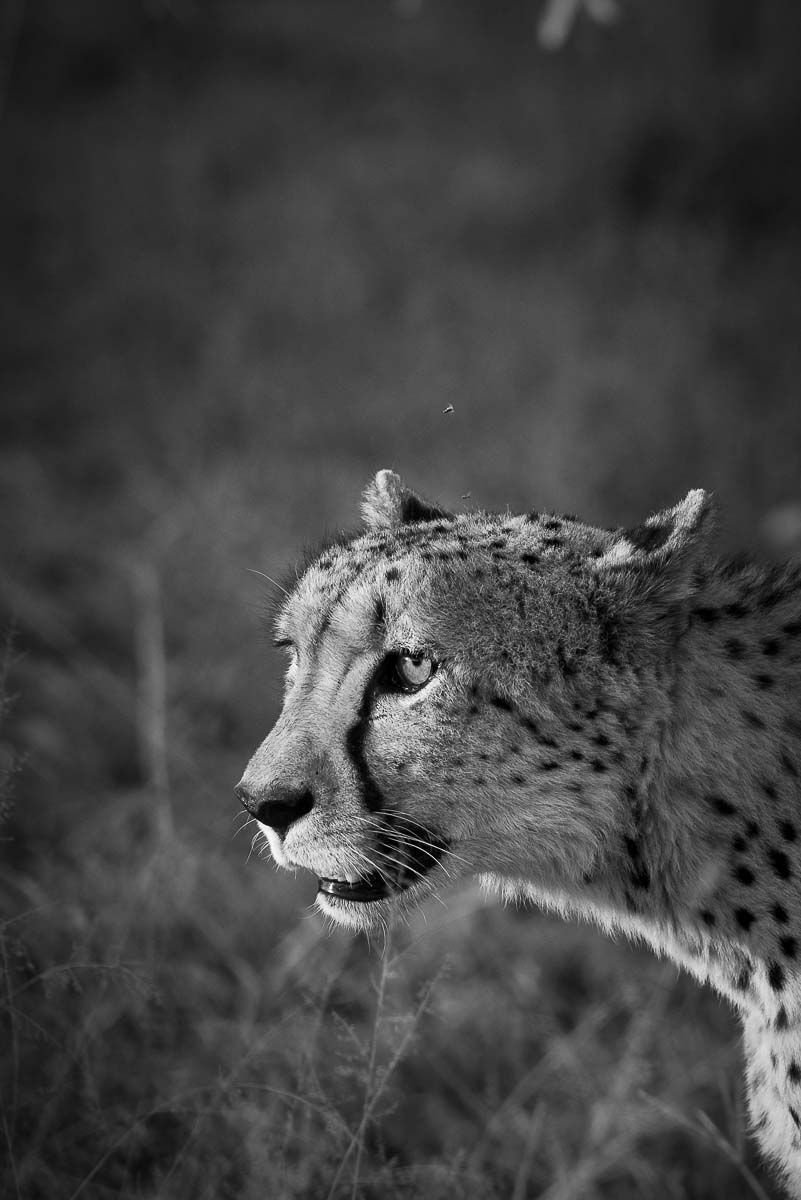01Mike Palmer Cheetah Close Up 01Mike Palmer Cheetah Close Up