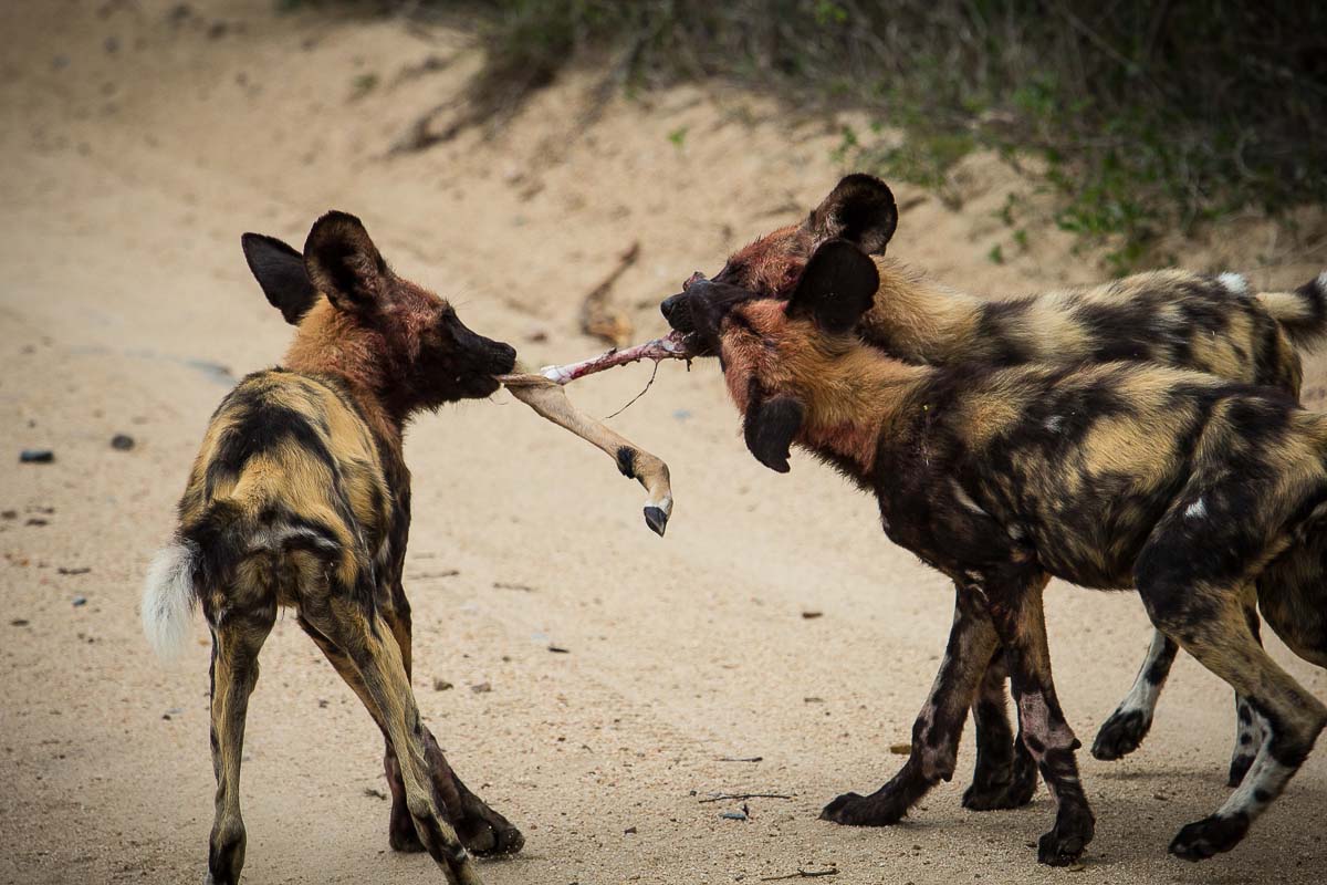 If patient, the hyena will get some of the remaining kill or scraps, but as...