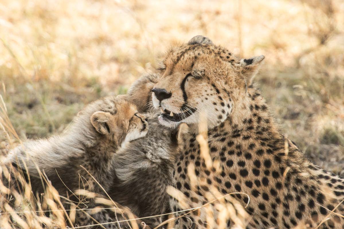 06Cheetah Cubs 11 06Cheetah Cubs 11