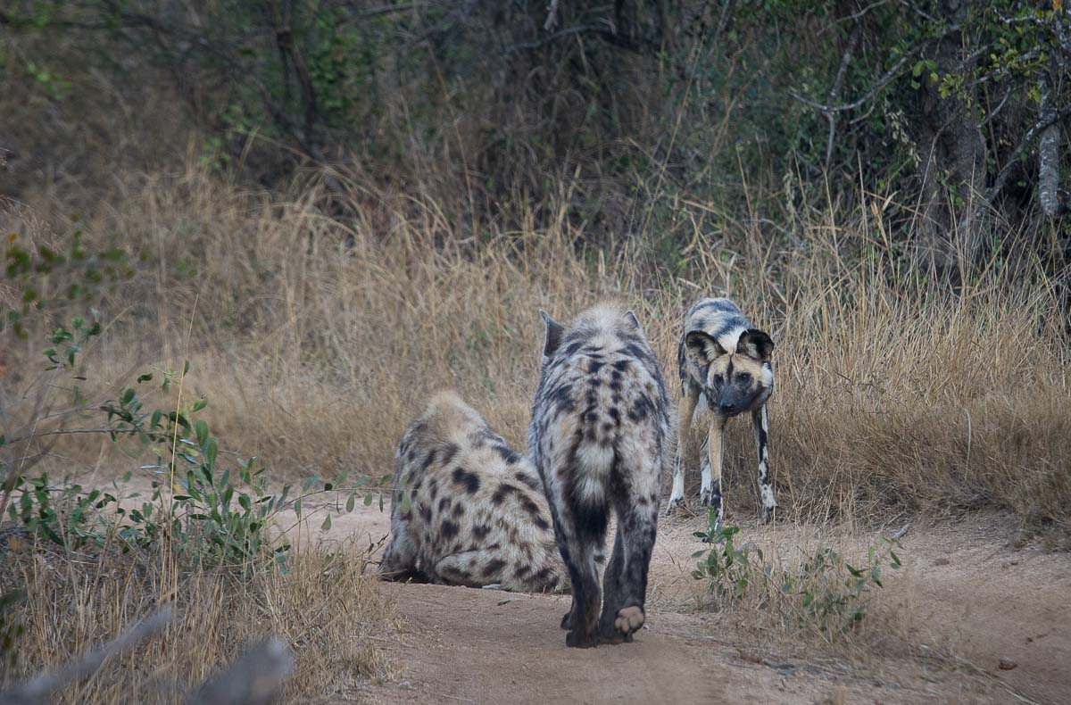 Wild dog vs Hyena | Sabi Sabi Private Game Reserve Blog
