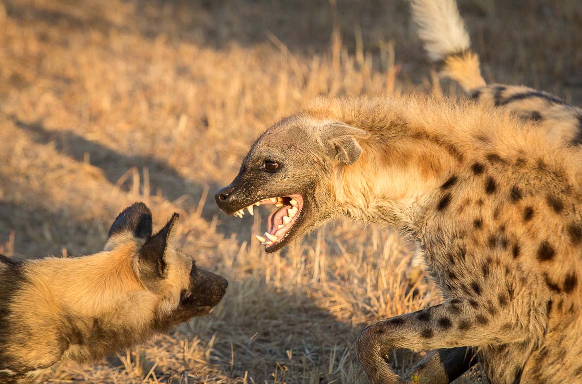 dog v lion