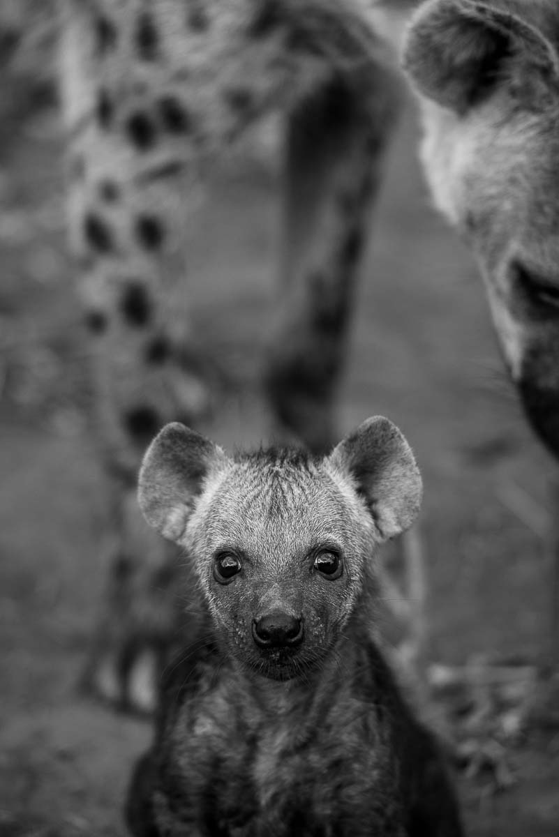 07Mike Palmer Hyena Cubs 2 07Mike Palmer Hyena Cubs 2