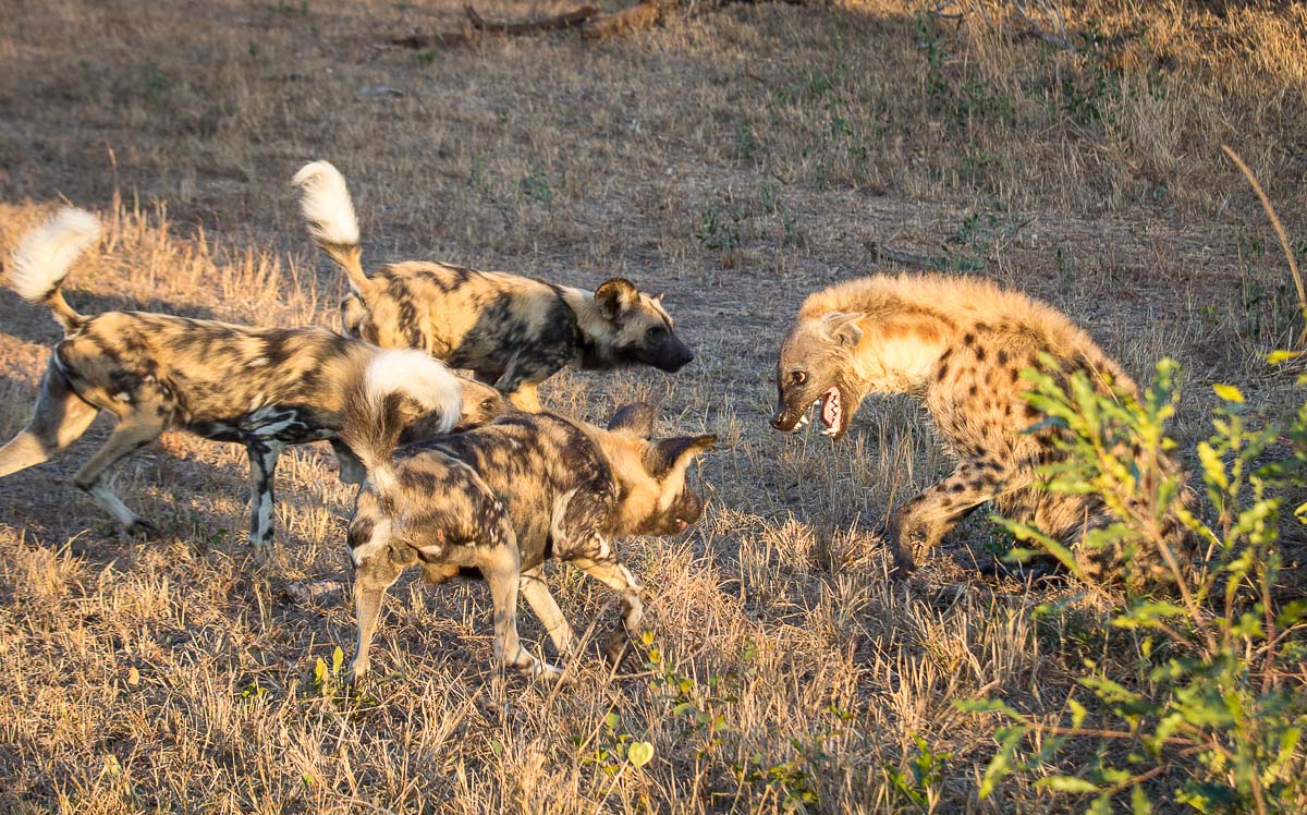 Hyena Vs African Wild Dog