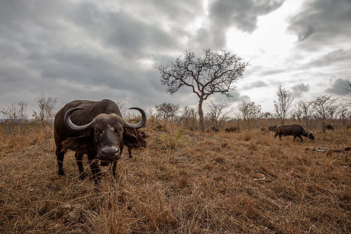 09Mike Palmer Buff Herd Wide