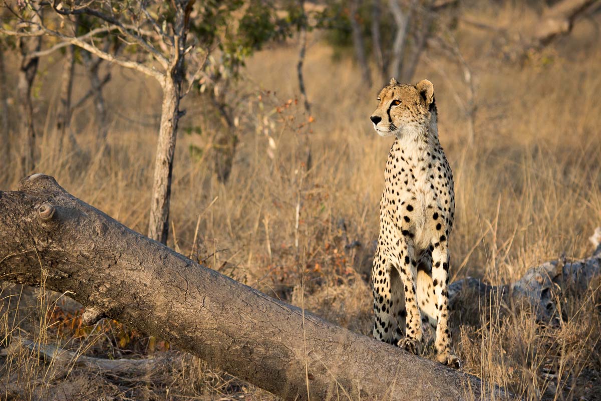 13Franscois Rosslee Cheetahma1 1 Of 1