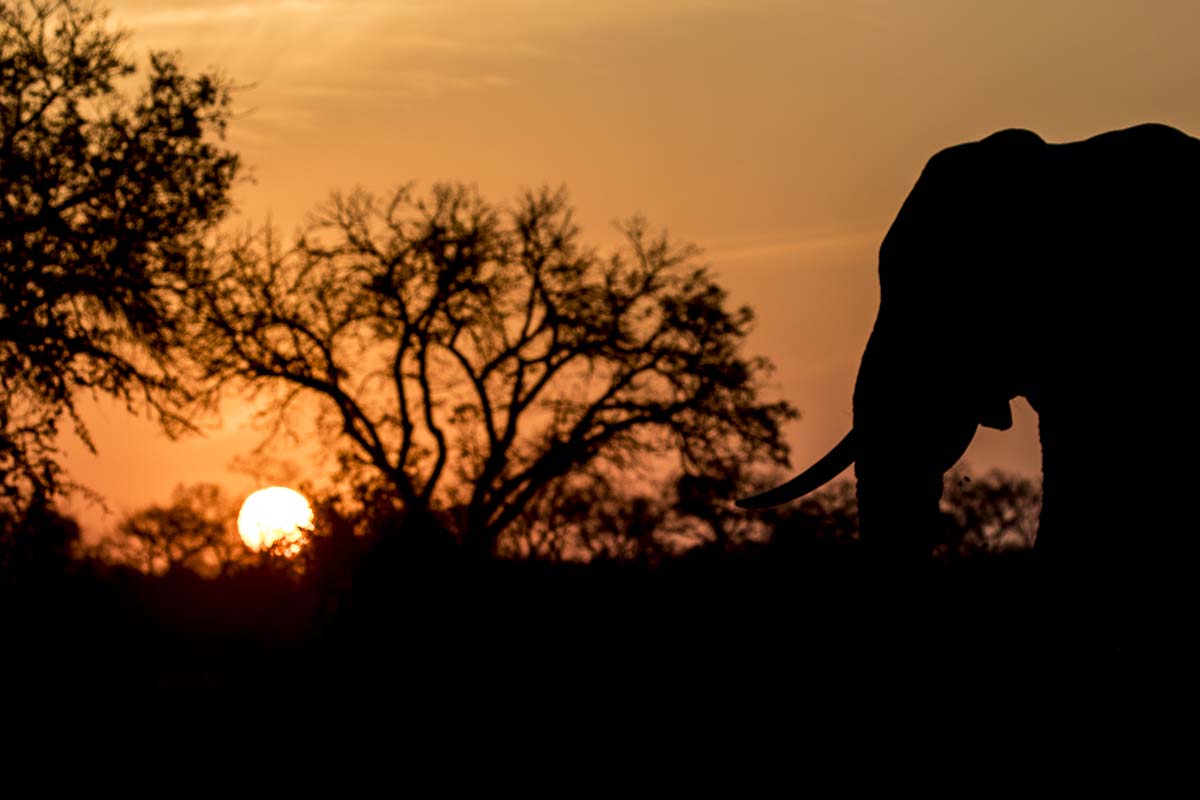 18Kyle Elephant Bull Sunset 8 18Kyle Elephant Bull Sunset 8