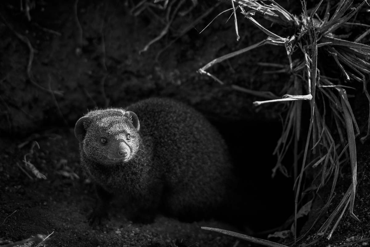 01Mike Palmer D. Mongoose 01Mike Palmer D. Mongoose