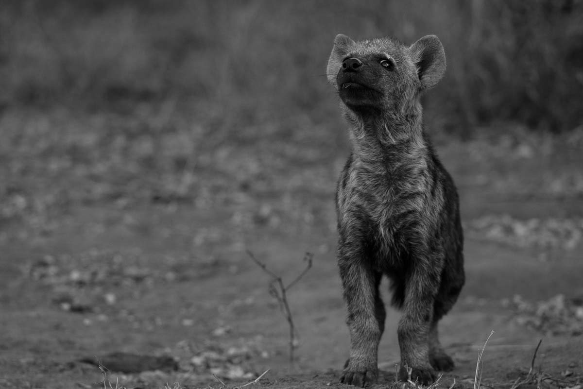 02Mike Palmer Hyena Cub 02Mike Palmer Hyena Cub