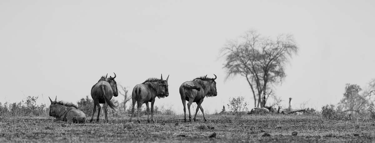 06Mike Palmer Wildebeest N 06Mike Palmer Wildebeest N
