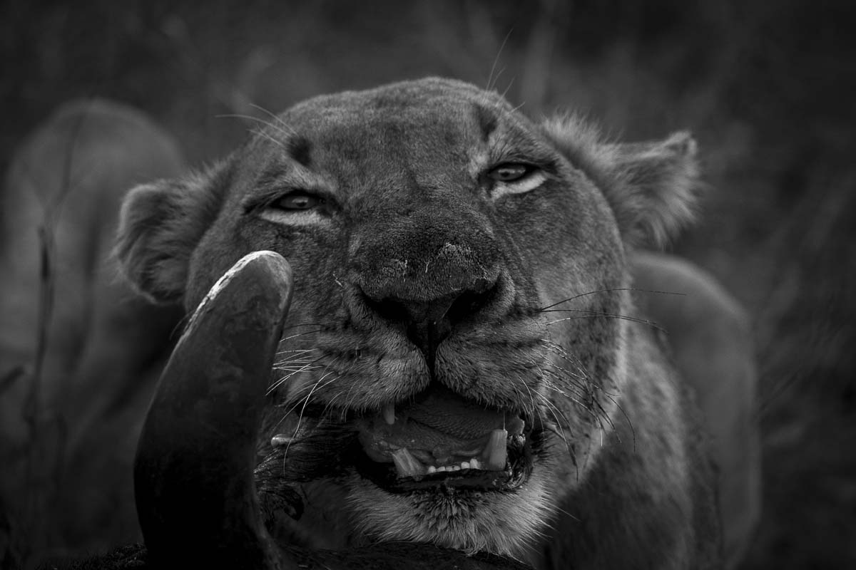 08Kyle Strautmann Lion01