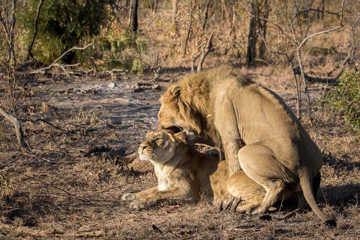 09Pravir Patel Lions 01 09Pravir Patel Lions 01