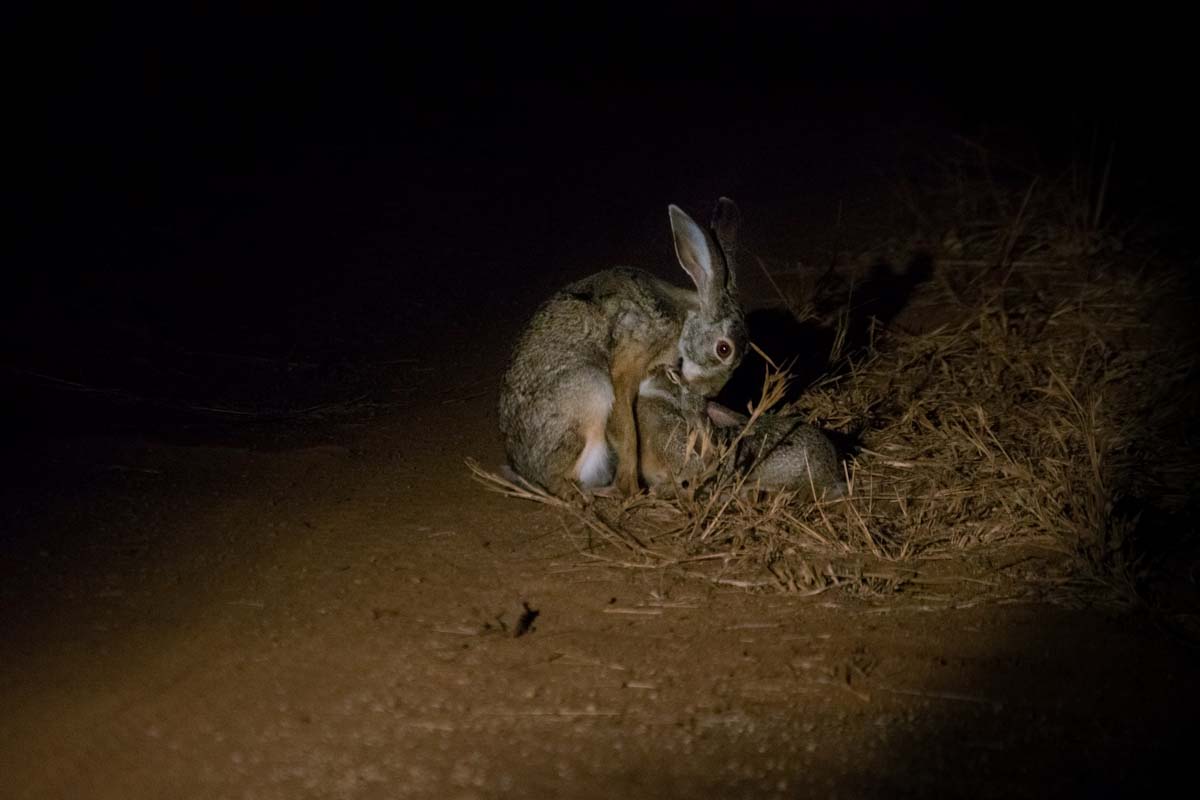 10Courtney Dalziel Scrub Hare And Baby 10Courtney Dalziel Scrub Hare And Baby