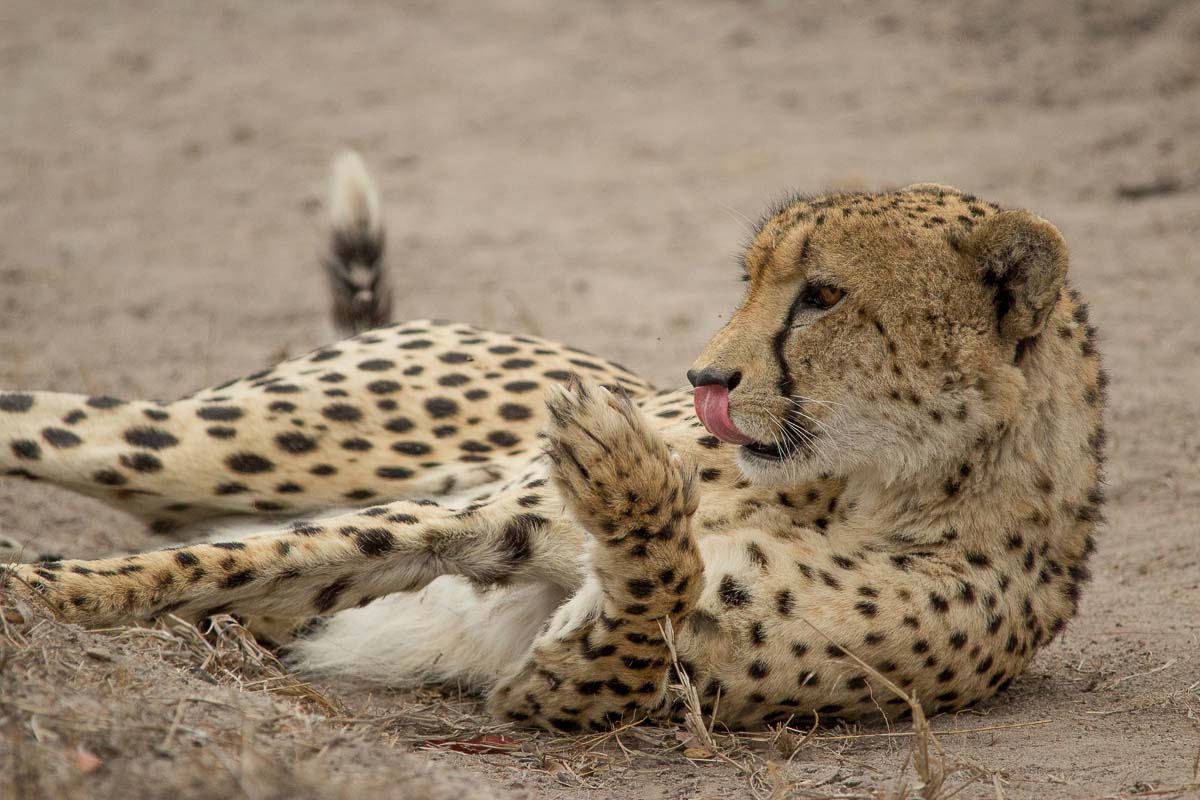 10Franscois Rosslee Cheetah1 1 Of 1 10Franscois Rosslee Cheetah1 1 Of 1