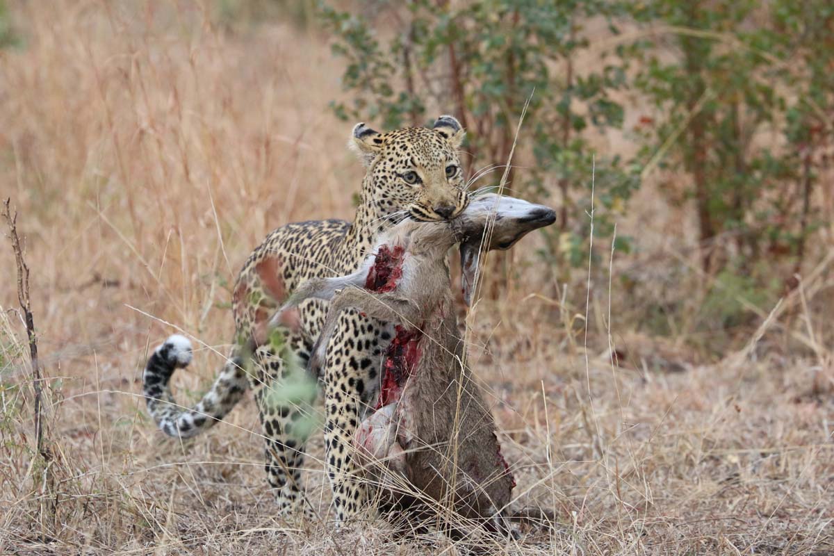 15Eve Woodhill Lisbon Kill 2