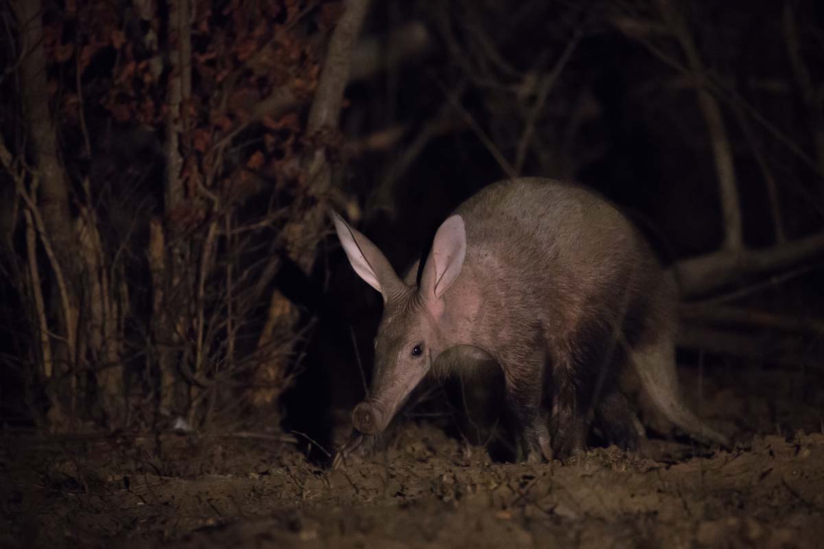 25Pravir Patel Aardvark 01 25Pravir Patel Aardvark 01