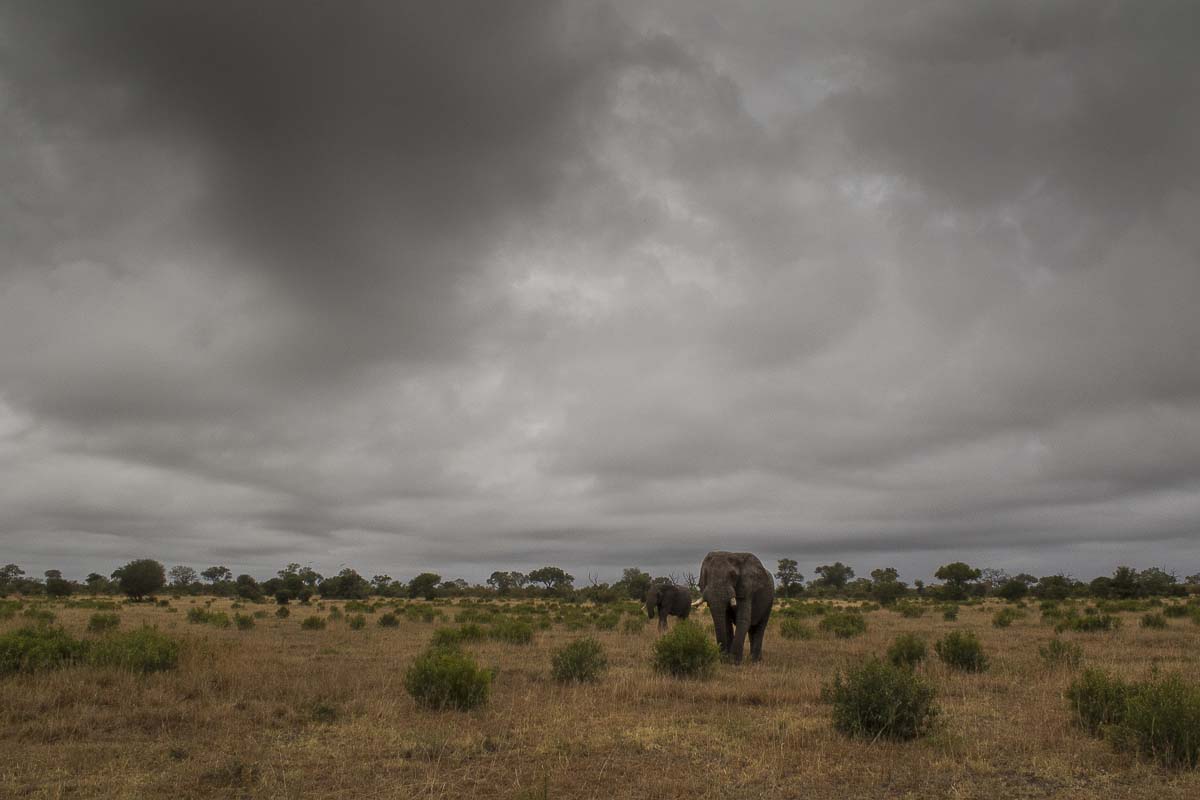 01Kyle Elephant Landscape 2 01Kyle Elephant Landscape 2