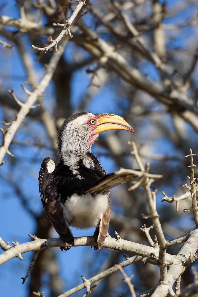 01Mike Palmer Hornbill 130915 01Mike Palmer Hornbill 130915
